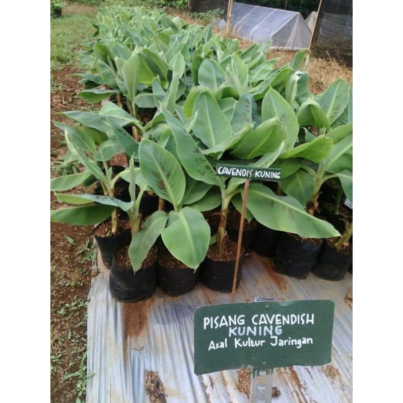 Paket 20 btg cavendish