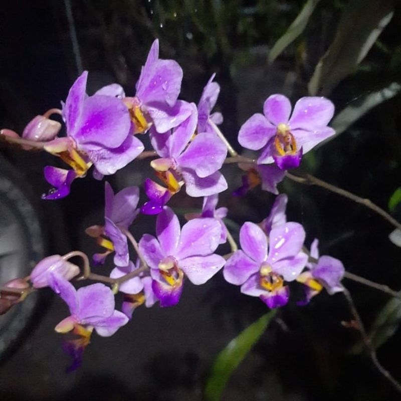 anggrek bulan mini doritis/Orchid,/bunga/tanaman/tanamanhias