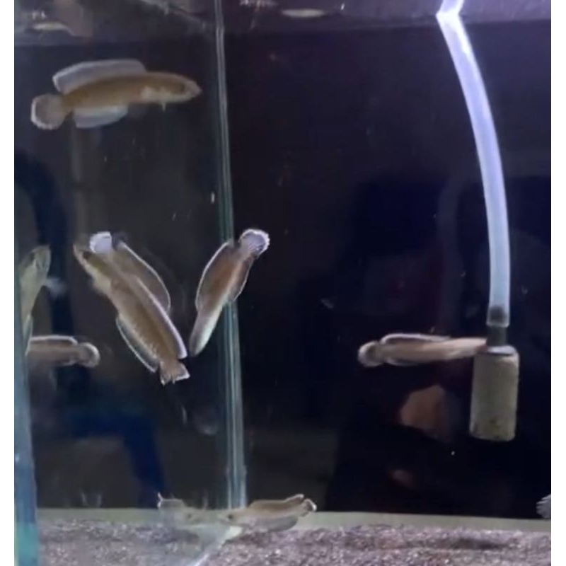 

chana andrao singgel tank