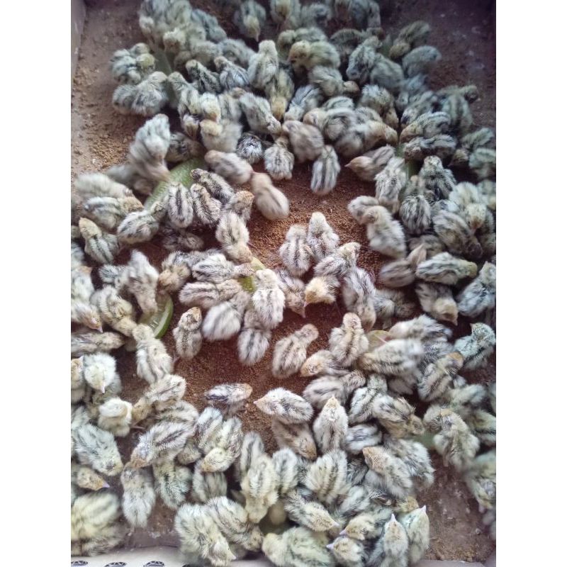 Doq Puyuh Betina Petelur Super (Sudah Vaksin Awal) Beli 10 Gratis 1.