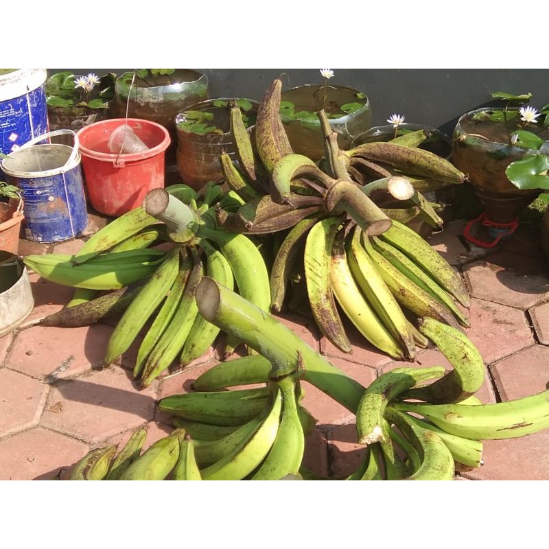 

Pisang Tanduk Asli 1pcs