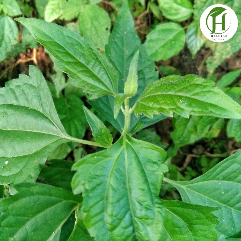 

DAUN KIRINYUH DAUN KOPASANDA/DAUN BALAKACIDA SEGAR 1 Kg