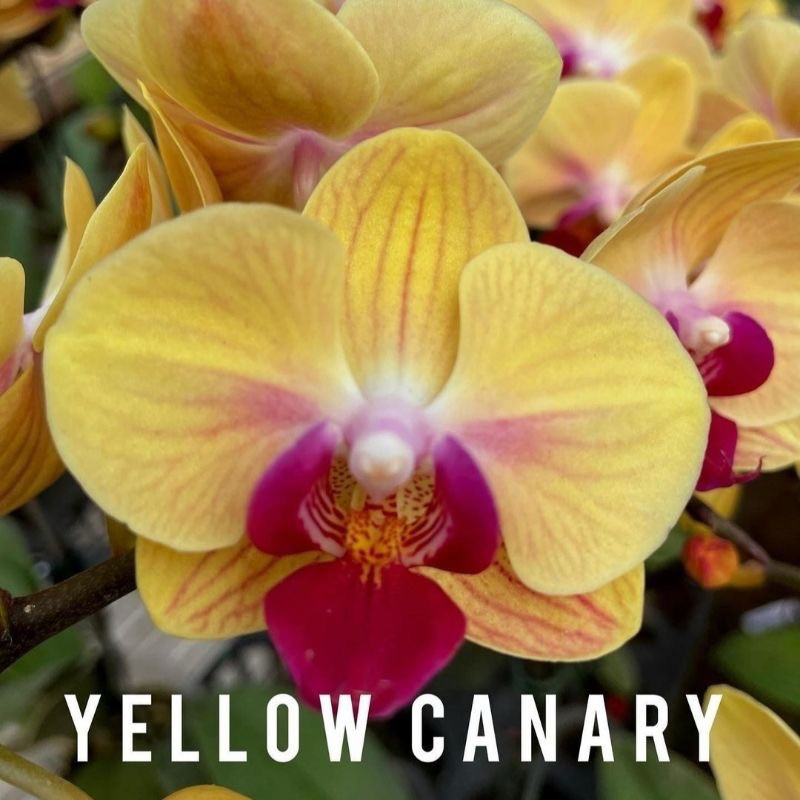 ANGGREK BULAN YELLOW CANARY  PREMIUM NOVELTY ANGBUL TAIWAN IMPOR WARNA KOLEKSI KONDISI SPIKE