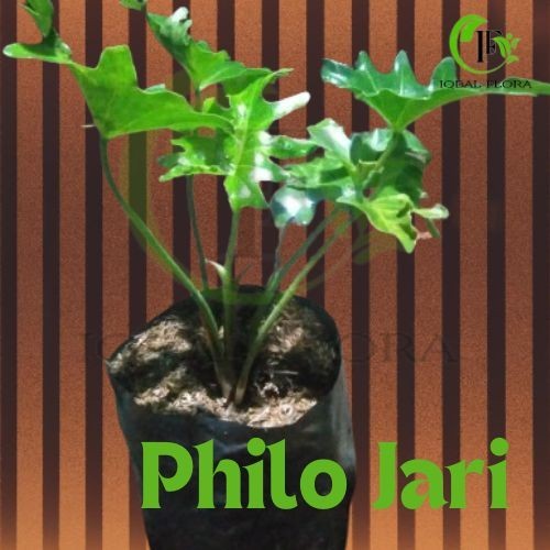 Tanaman Hias Philo Jari Philo jari Tanaman Philo Jari