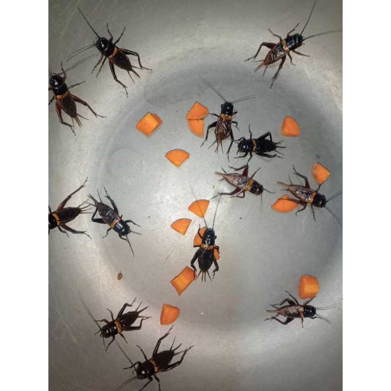 jangkrik  aduan super