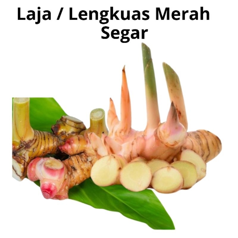 

Lengkuas / Laja Merah Segar 1 Kg