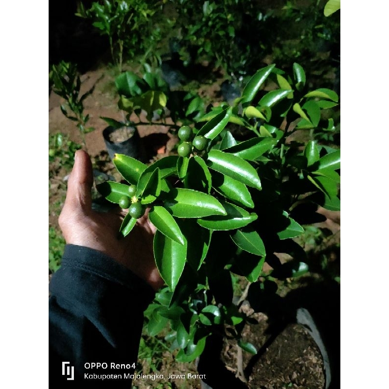 bibit jeruk sankis berbuah (okulasi)