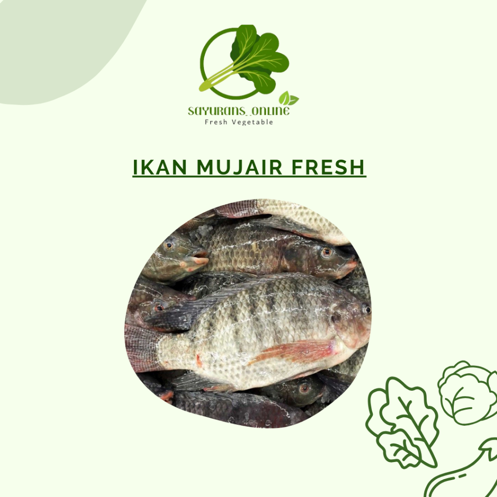 

ikan mujair fresh