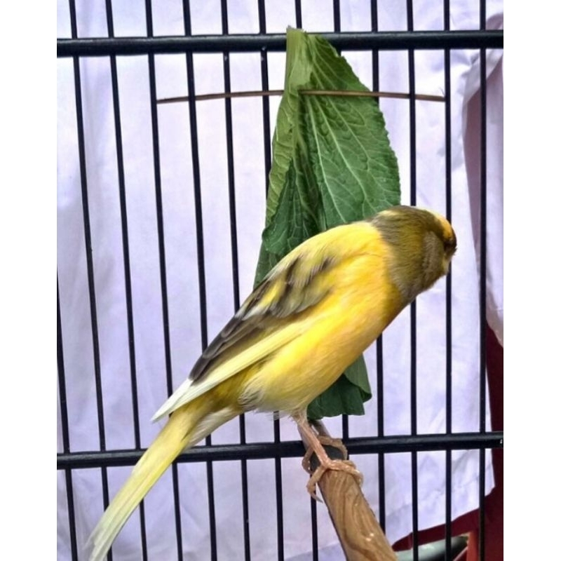 KENARI F1 BON KUNING BIGSIZE