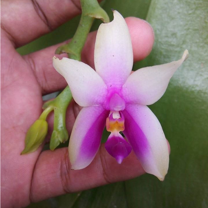 [ SPIKE | BERBUNGA ] Phalaenopsis bellina – Pesona Ungu Kelip yang Mekar Menawan