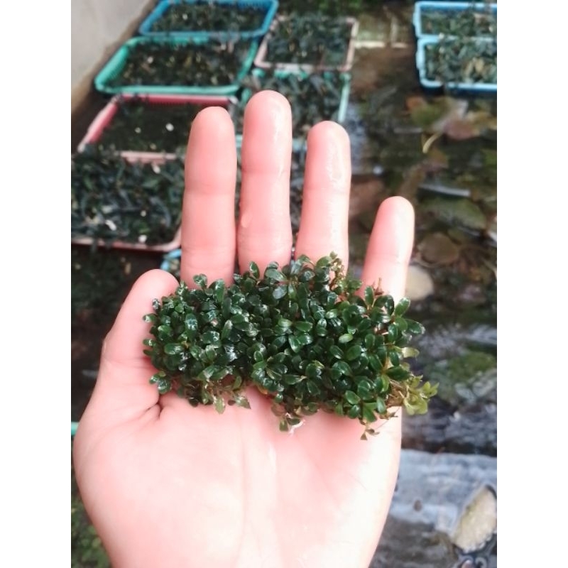 bucephalandra super mini per keranjang