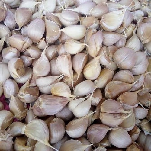 

Bawang Putih Kating 1 Kilogram