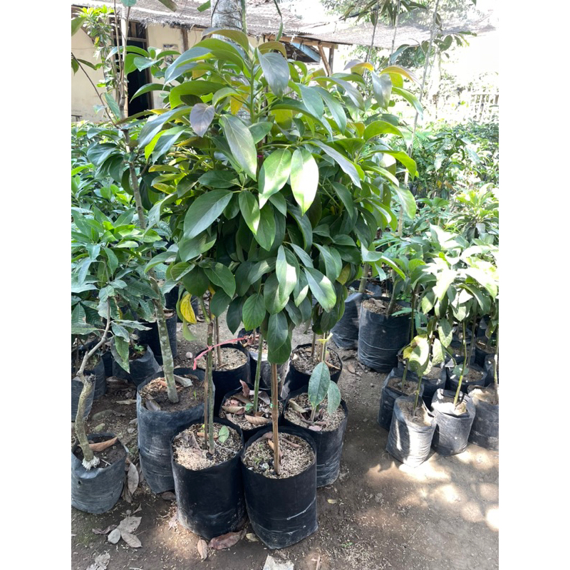 Tanaman Buah Alpukat Kelud