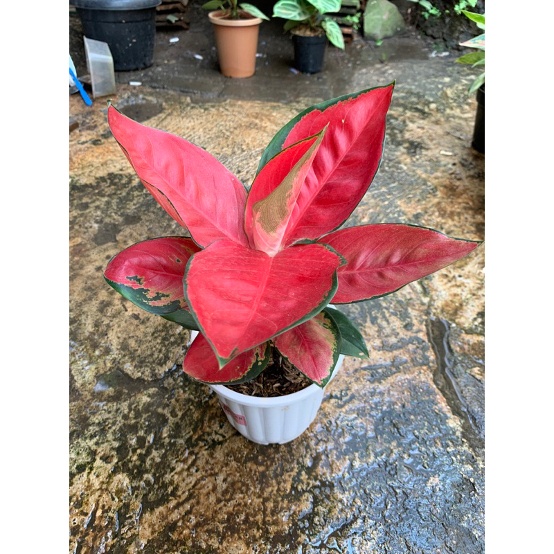 aglonema suksom lilin