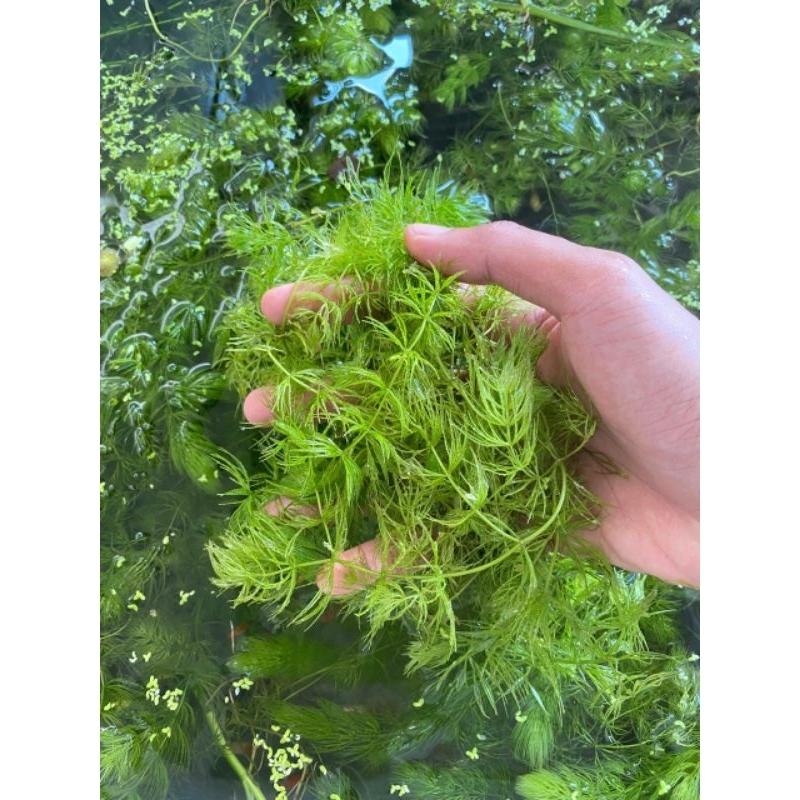 Hornwort ekor tupai tanaman air satu paket per plastik