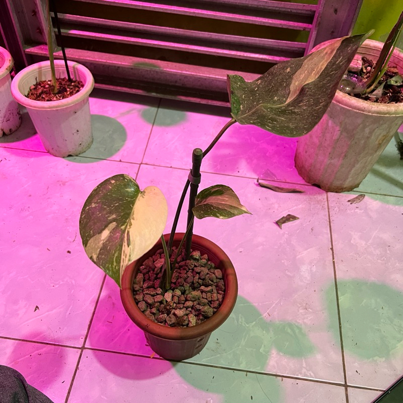 Tanaman Hias Monthai Monstera constellation