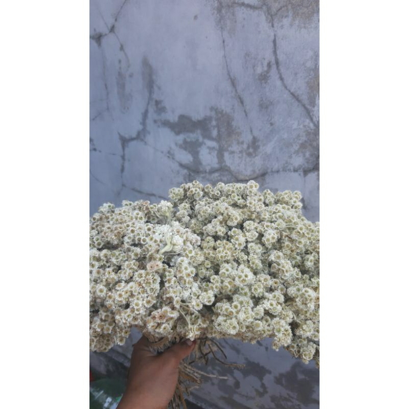 EDELWEIS BROMO DAN MERAPI JUMBO/DRIED FLOWER/BUNGA EDELWEIS