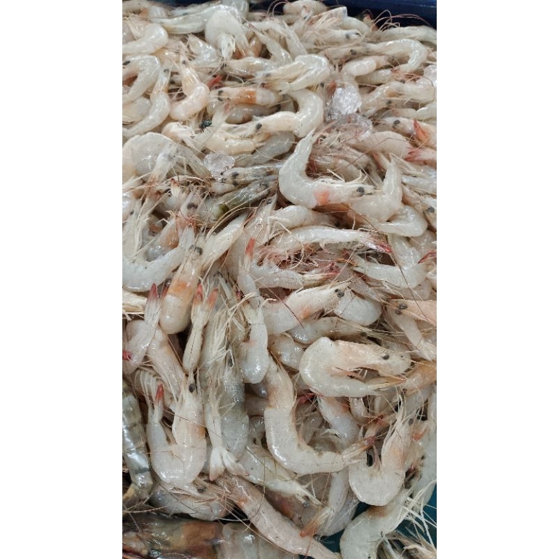 

udang peci kecil 1kg