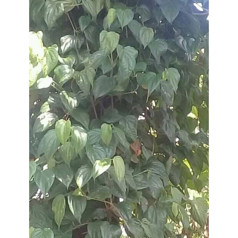 

daun simbukan / daun kahitutan