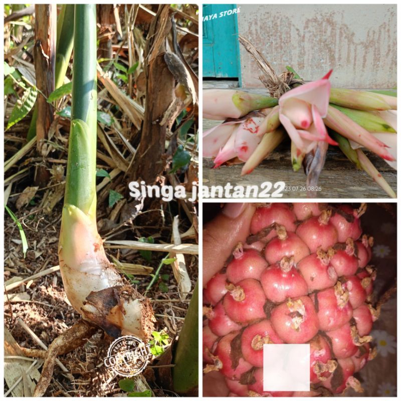 

Bibit Kecombrang hijau berbunga pink honje