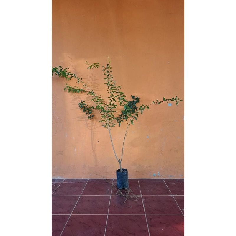 Pohon Delima Red Spanyol Merah Biji Lunak DEWASA