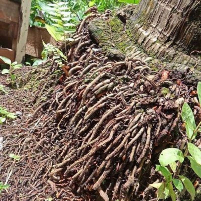 Akar Kelapa 1kg/ akar kelapa herbal