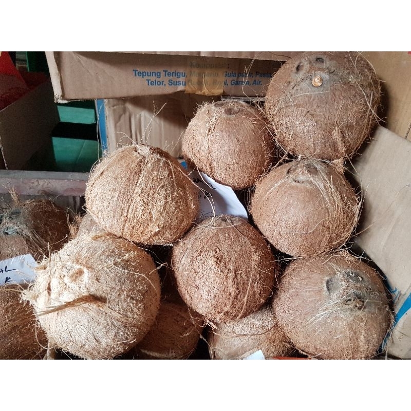 

KAMBIL/KELAPA TUA-(Bakal SANTAN) Asli Wonogiri Rp 10.000