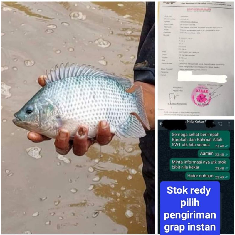 

indukan nila kekar paket isi 5 ekor,