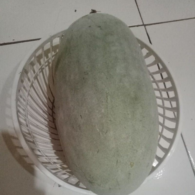 Benih Super buah bligo beligo buah kundur 30 benih