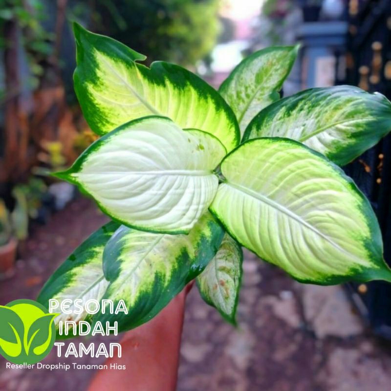 Tanaman hias aglonema tisu-Aglonema white tisu
