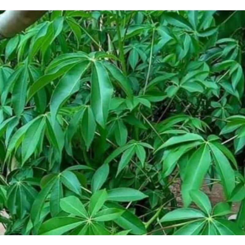 

Daun randu atau daun kapuk petik langsung segar 1kg