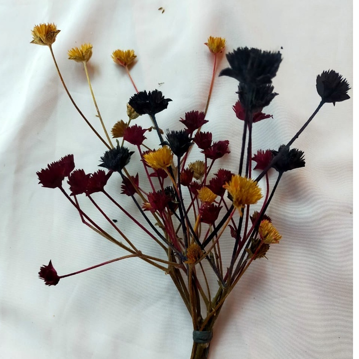 BUNGA TAPAK LIMAN MURAH-GROSIR BUNGA KERING-SUPPLIER BUNGA KERING-DEKORASI PHOTO-ESTETIK-