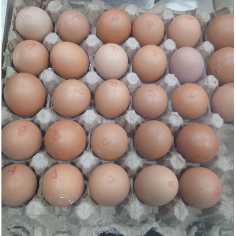 

TELUR AYAM OMEGA ORANGE #1 PAPAN #ISI 30BUTIR