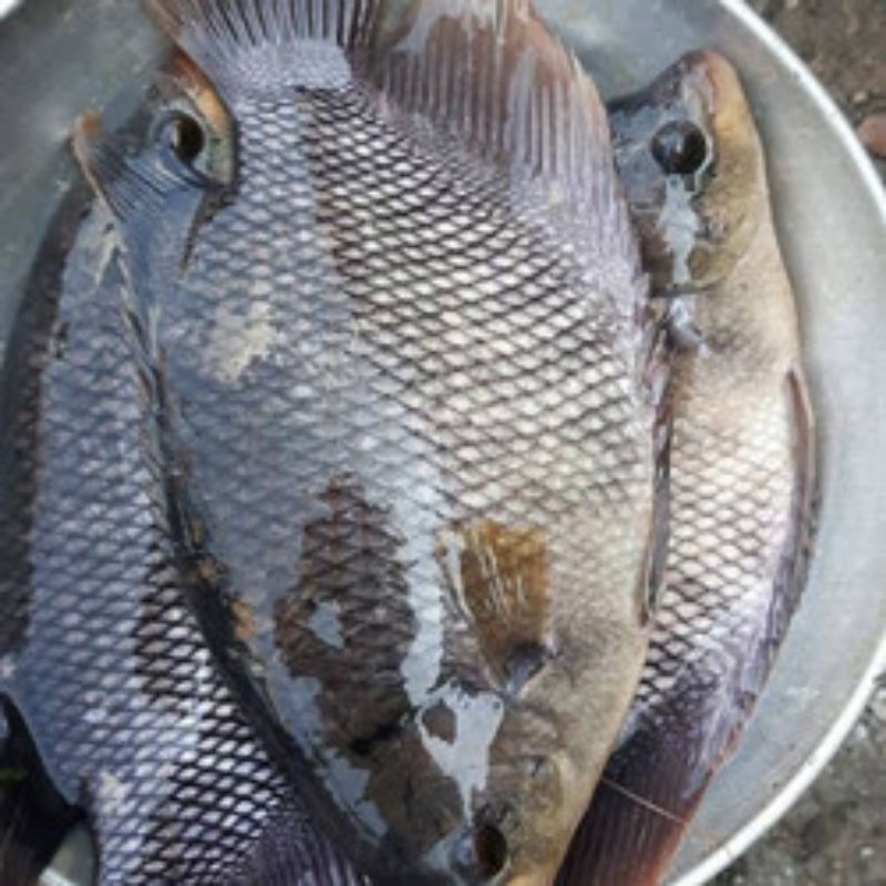 

1 Paket Ikan Gurame dan Nila Segar ( hidup)