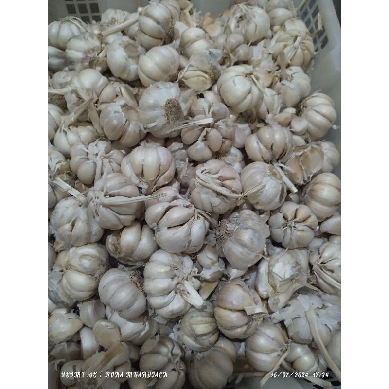 

bawang putih sico