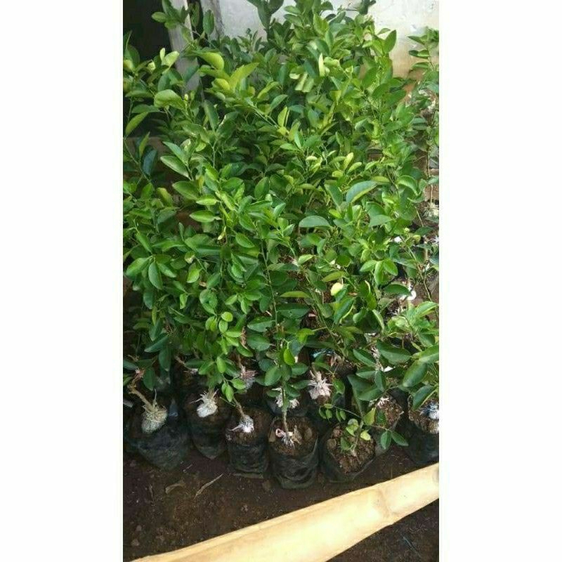 Bibit Tanaman Buah Jeruk Nipis/Jeruk Pecel Cangkok Cepat Berbuah