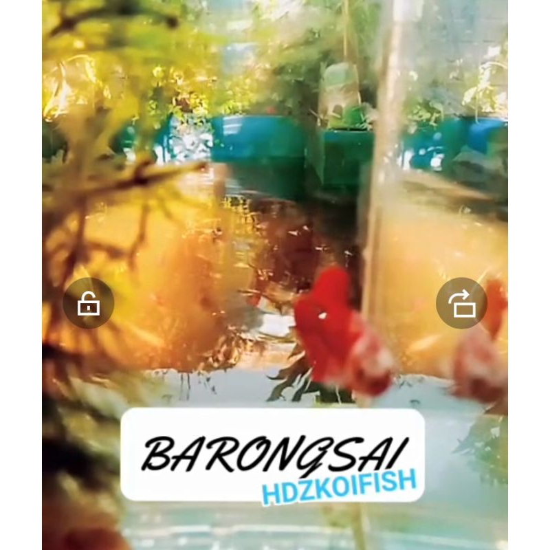 mainan Aquadcape/cupang barongsai
