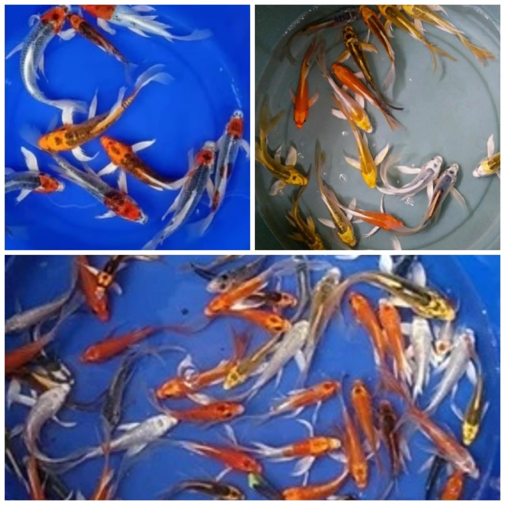 Paket Hemat Koi Slayer isi 7