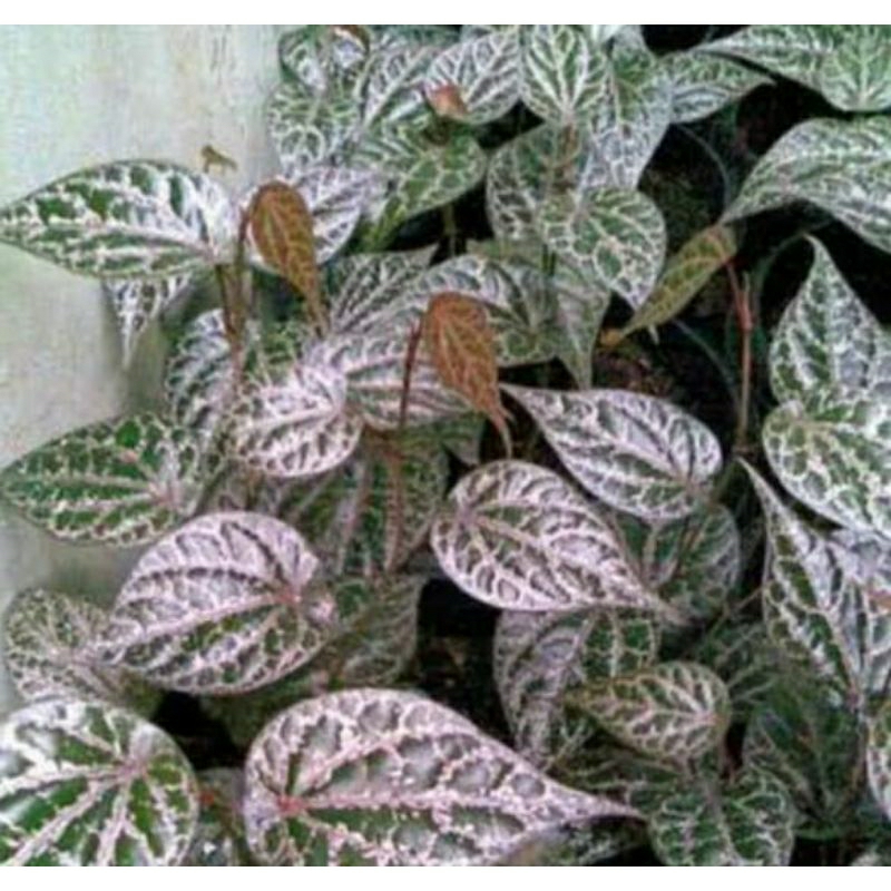 Tanaman hidup herbal Sirih Merah/Sirih Ungu