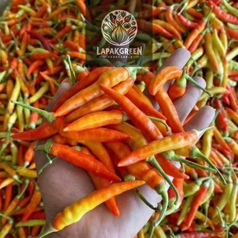 

Cabai / lombok rawit pedas 500gr