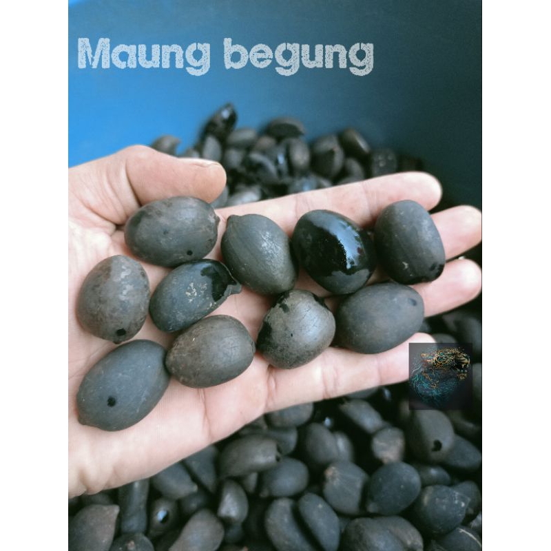 

Biji Aren perbutir Kualitas unggul