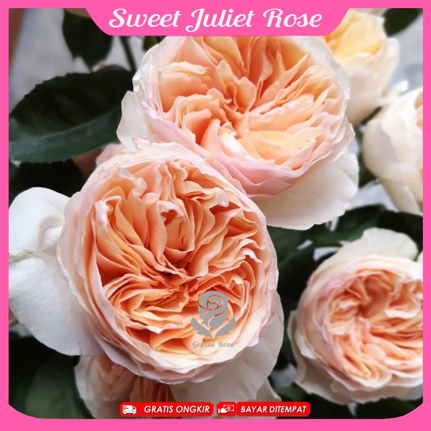 Mawar Import -  Sweet Juliet Rose - David Austin Rose