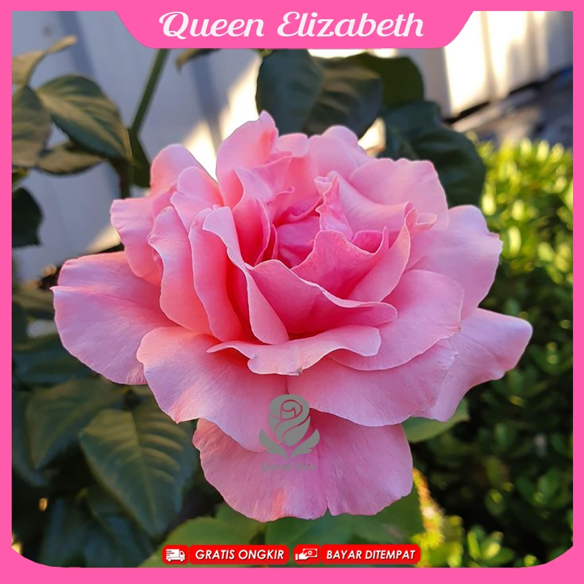Mawar Import Queen Elizabeth