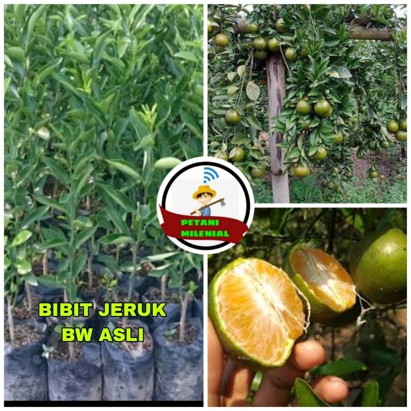 BIBIT JERUK BW ASLI