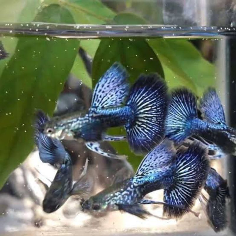 likan Guppy blue dragon sepasang