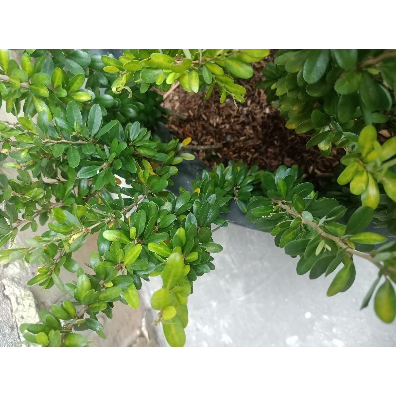 Bibit Bahan Bonsai Saeng simbur Vietnam Tanpa Duri kompakta Compacta