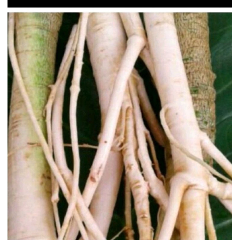 

akar pohon pepaya segar fresh ambil nya saat ada pesenan 1 kg