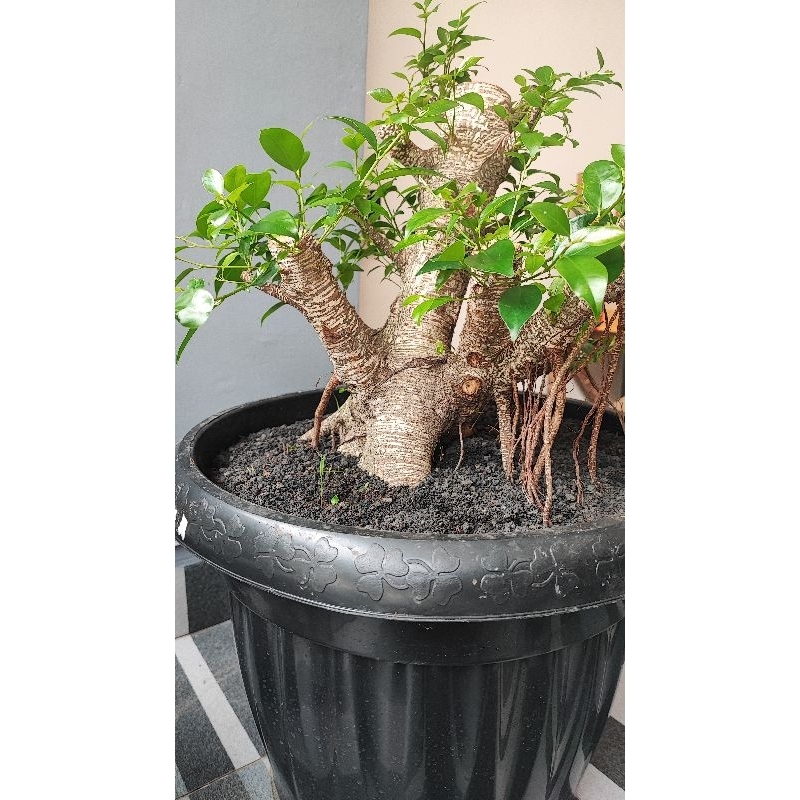 Dongkelan Kimeng Jumbo Angker