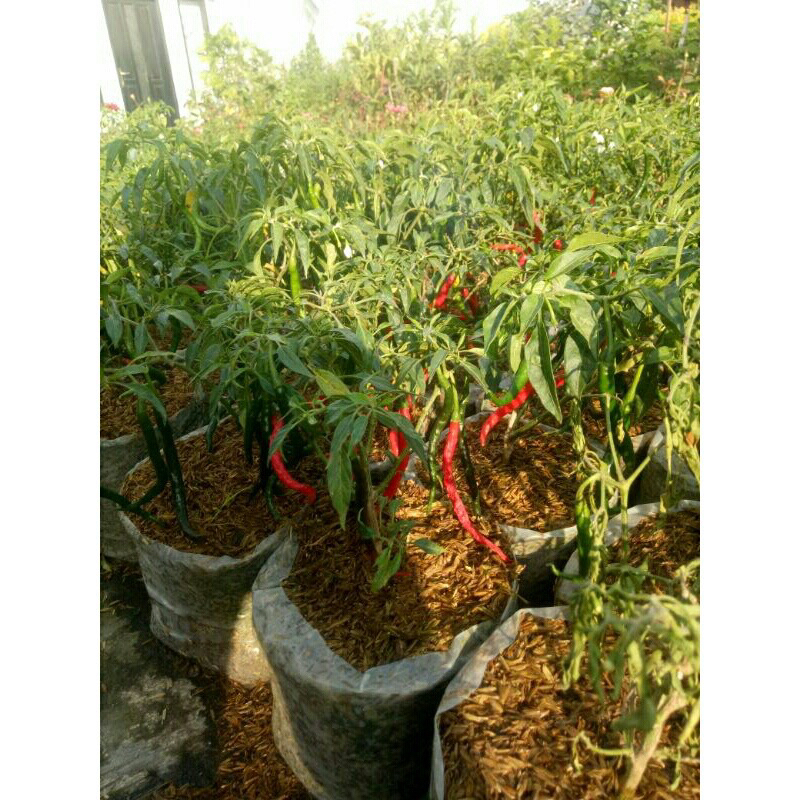 

Cabe Rawit Kriting
