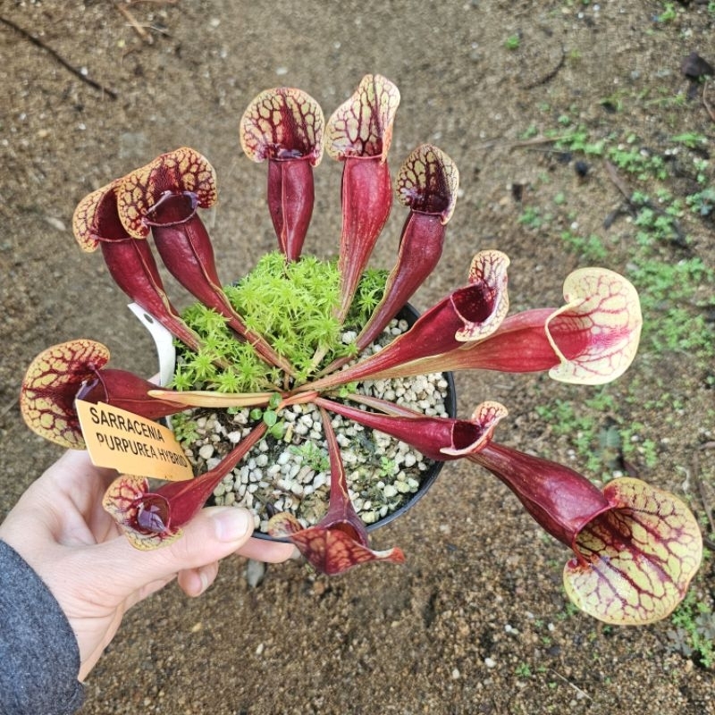 

Sarracenia Purpurea hybrid